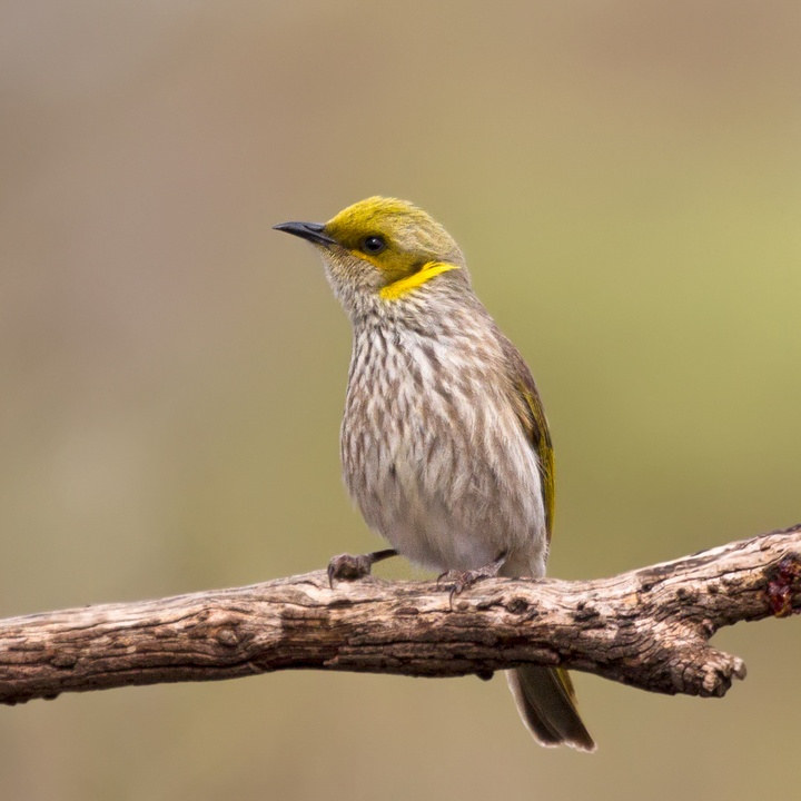 Yellow-plumed Honeyeater (Lichenostomus ornatus)